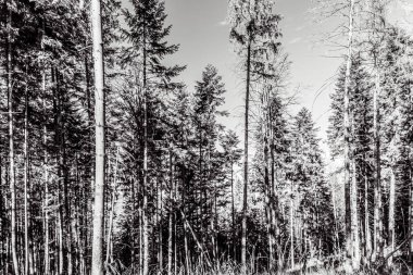 Çam ormanının siyah beyaz fotoğrafı