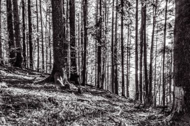 Orman, Karpatlar, Doğa Fotoğrafları - Avrupa, Doğu Avrupa, Romanya 