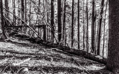 Sonbaharda ormandaki ölü ağaçların siyah beyaz fotoğrafı.