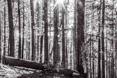 Karpat Dağları 'ndaki orman, Ukrayna.