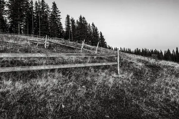 Ormanda siyah beyaz çit var.