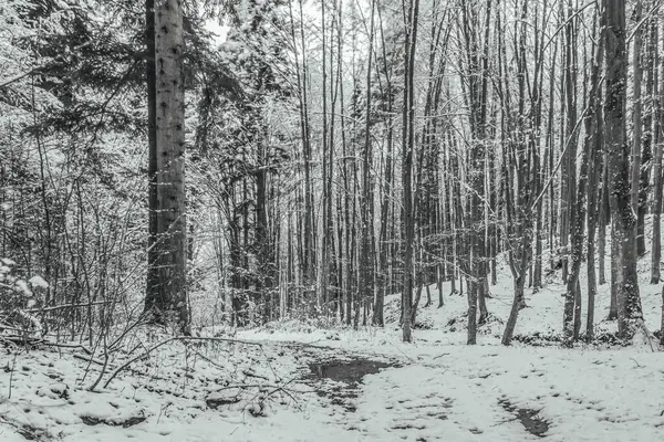 Karla kaplı ağaçlarla kaplı güzel kış manzarası