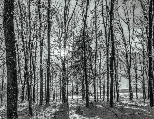 Ağaçlar ve karla kaplı güzel kış manzarası