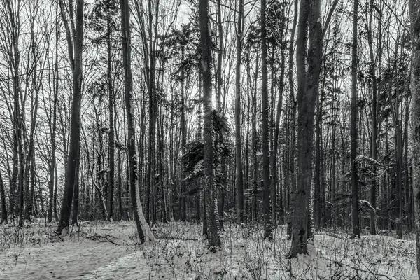 Ormanın güzel manzarası