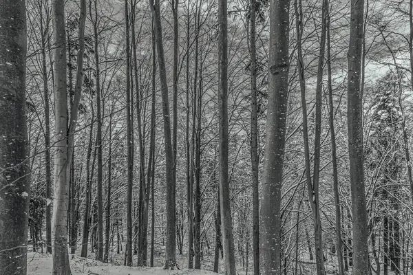 Kar kış ormanın güzel manzara.