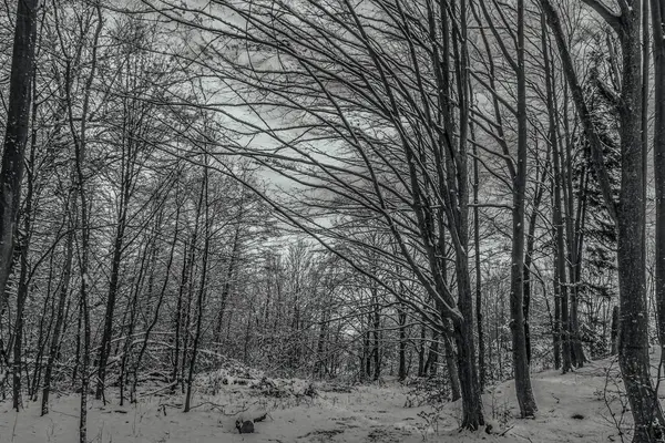 Karlı ve ağaçlı kış ormanı