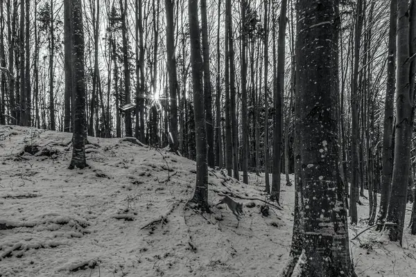 Kış manzarası parktaki karla kaplı ağaçlar