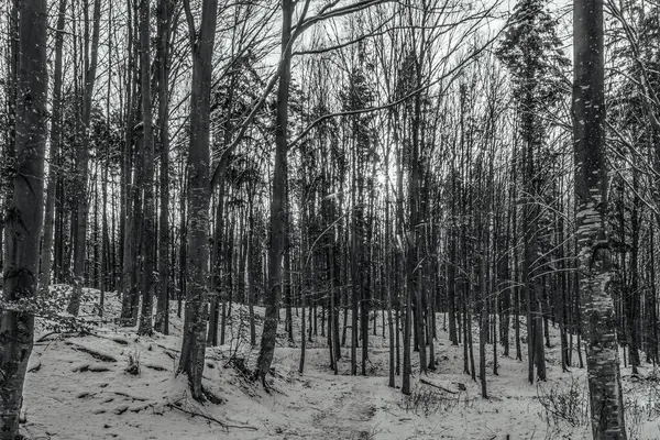 Karla kaplı ağaçlarla kaplı kış ormanı