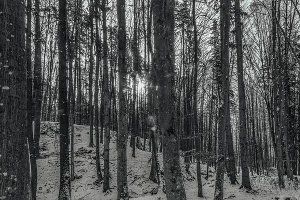 Siyah karla kaplı bir ağacın dikey görüntüsü.