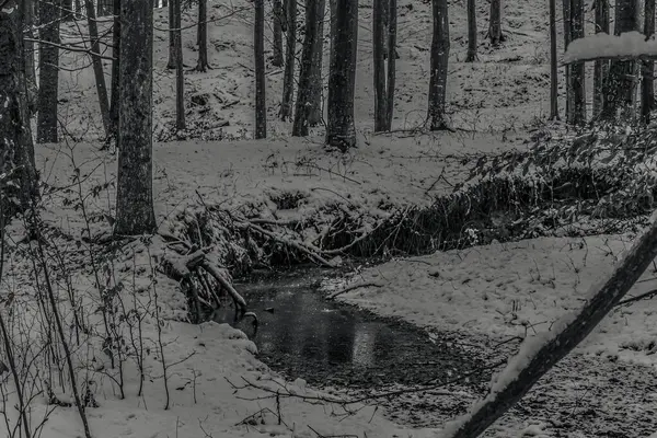 Karlı ve ağaçlı kış ormanı.