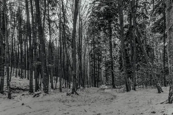 Karla kaplı ağaçlar ve karla kaplı kış ormanı.