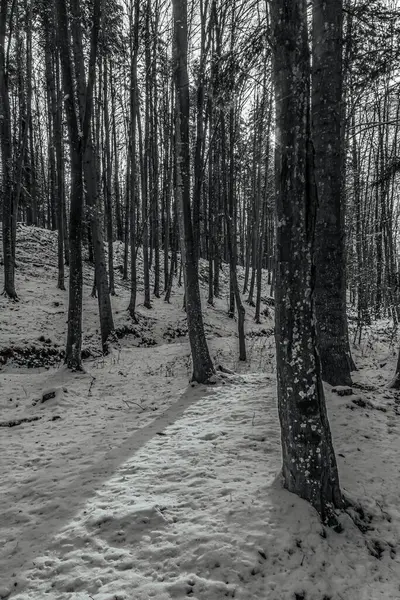 Karlı bir ormandaki bir ağacın siyah beyaz görüntüsü