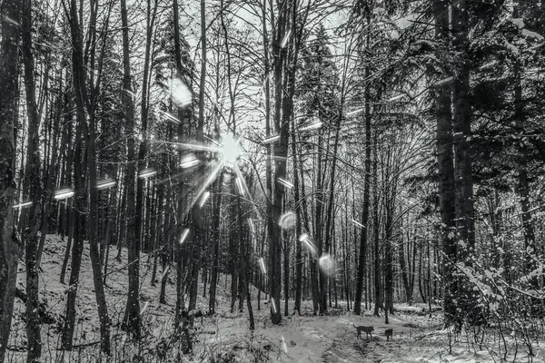 Çam ağaçları ve güneşli orman