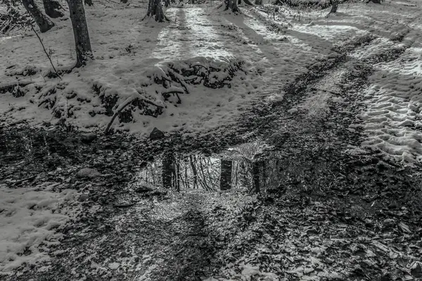 Parktaki kış yolu karla kaplı ağaçlarla dolu.
