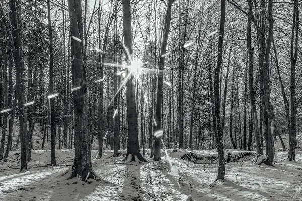 Orman, Karpatlar, Doğa Fotoğrafları - Avrupa, Doğu Avrupa, Romanya 