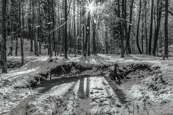 Ormanda bir ağacı olan güzel bir manzara.