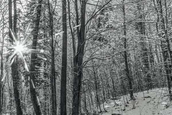Karla kaplı ağaçlarla kaplı kış ormanı. Noel ağacı dalları