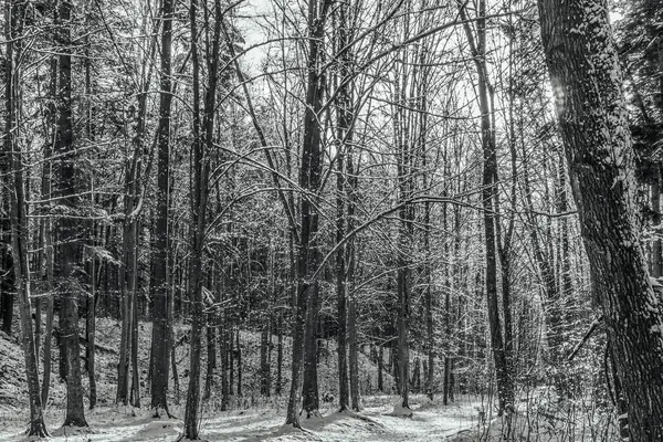 Karla kaplı bir ormanı olan kış manzarası. monokrom