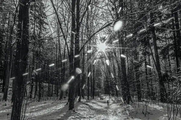 Ağaçlı ormanda kar