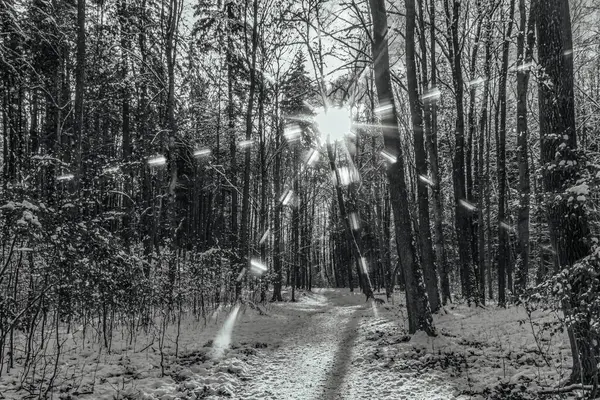 Ormandan geçen yolun siyah beyaz fotoğrafı.