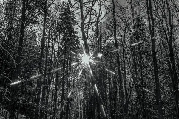 siyah - ve - köknar beyaz fotoğraf - ormanda ağaç dalları.