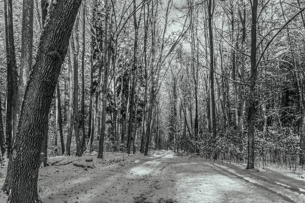 kış manzara siyah beyaz fotoğraf