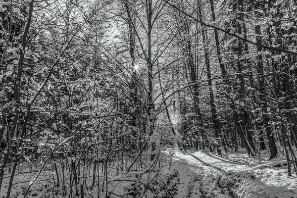 Ağaçlar ve karla kaplı kış manzarası