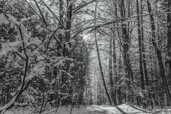 Güzel kış manzarası. Karla kaplı ağaçlar.