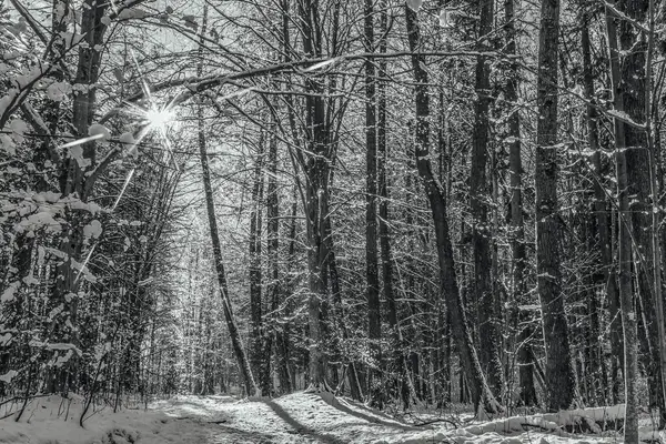 Karlı ve ağaçlı kış ormanı