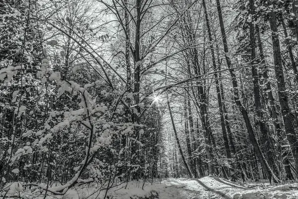 Karlı kış ormanı. siyah beyaz fotoğraf