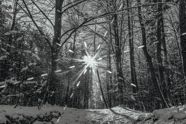 Karla kaplı ağaçlarla kaplı kış manzarası