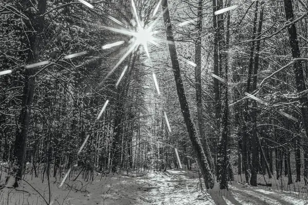 Kar - ışık ışınlarıyla kaplı kış ormanı.