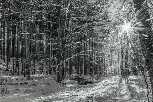 Karla kaplı ağaçlarla kaplı kış ormanı.