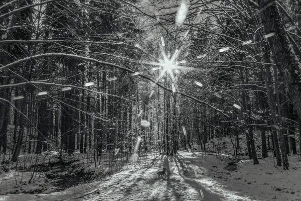 Parktaki güzel kış manzarası.
