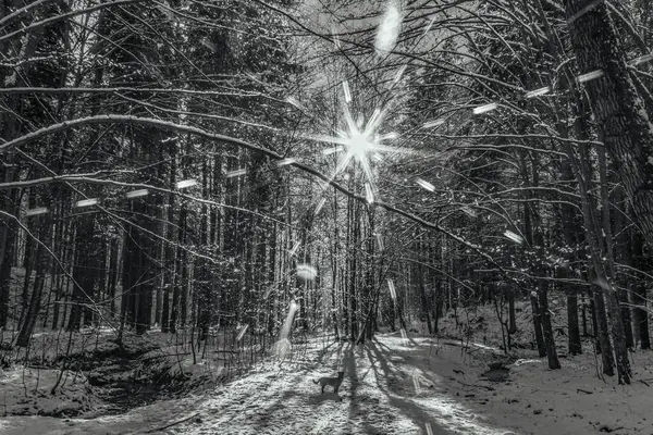 Kış orman manzarası, karlı parktaki Noel ağacı, doğa ve kar.