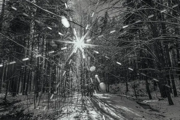 Güzel bir kış ağacının siyah beyaz fotoğrafı.