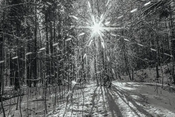 Kış orman manzarası. Kar altında uzun ağaçlar. Ocak ayının soğuk günü parkta.