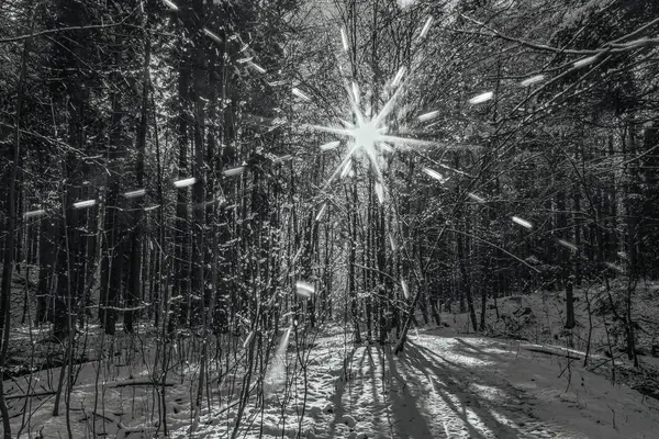 Karla kaplı ağaçlarla kaplı kış manzarası