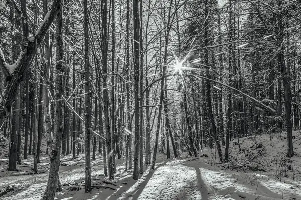 Karla kaplı ağaçlarla kaplı kış ormanı