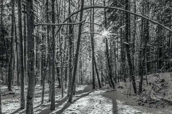 Kışın karlı ormanın güzel bir görüntüsü, siyah ve beyaz