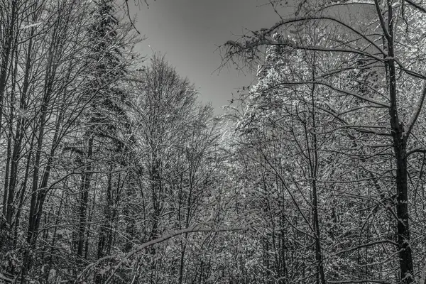 Orman, Karpatlar, Doğa Fotoğrafları - Avrupa, Doğu Avrupa, Romanya 
