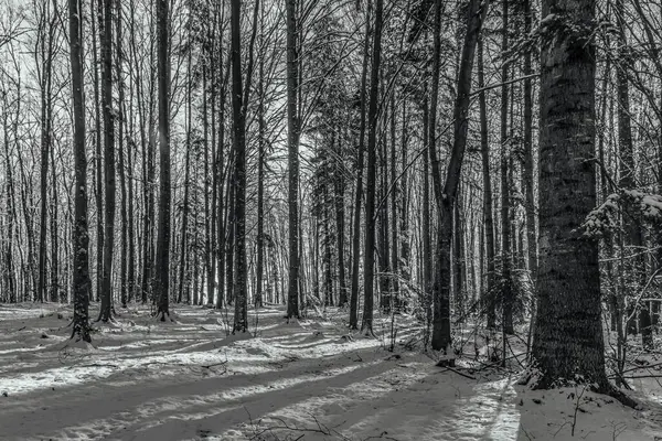 Parktaki ağaçların kış manzarası.