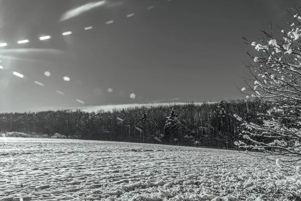 Karla kaplı ağaçları olan güzel bir manzara.