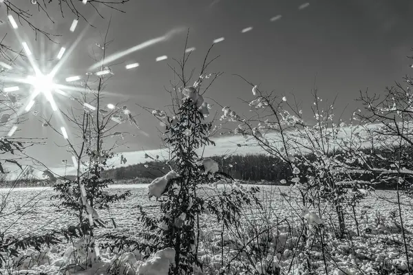 Karlı kış ormanı. köknar, ladin ağaçları ve güneşli kış manzarası