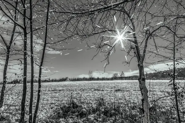 Karla kaplı ağaçlarla kaplı güzel kış manzarası
