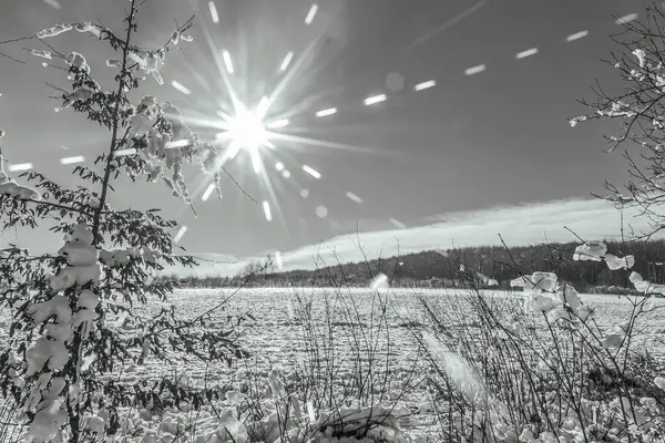 Kar - bir kış ormanında tarla ve ağaçlar, Rusya siyah ve beyaz