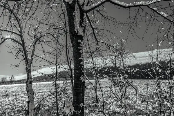 Karla kaplı ağaçlarla kaplı güzel kış manzarası