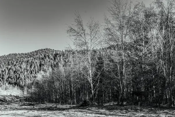 Arka planda ağaç olan bir dağın gri tonlu görüntüsü.