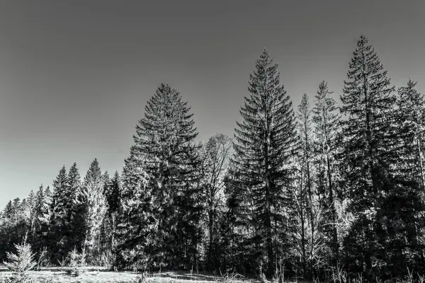 Kışın ormandaki ağaçlar