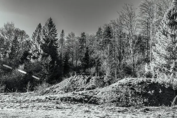 Orta Doğu Ormanı 'ndaki büyük bir ağaç yığınının güzel gri tonlu görüntüsü.